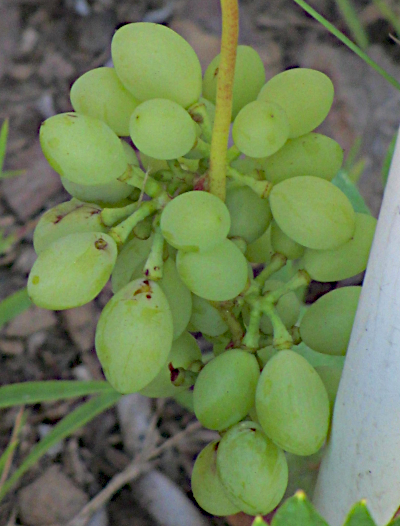 grapes 40 miles 2.png